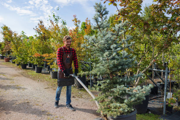 Best Affordable Tree Service  in Chaparral, NM